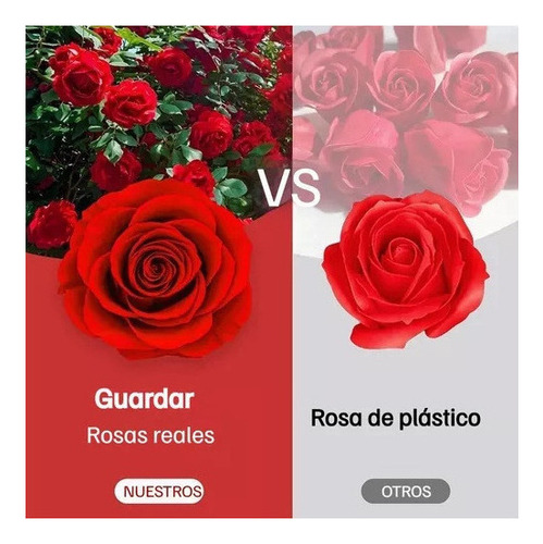 Flor Eterna De San Valentín Y Regalo De Collar De Corazón A