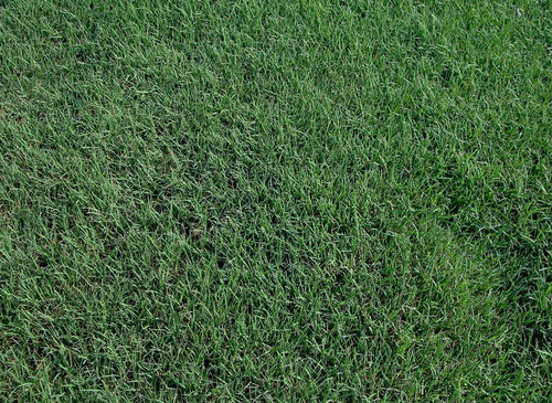 Semillas De Pasto Bermuda Alta Resistencia, 80 Kg