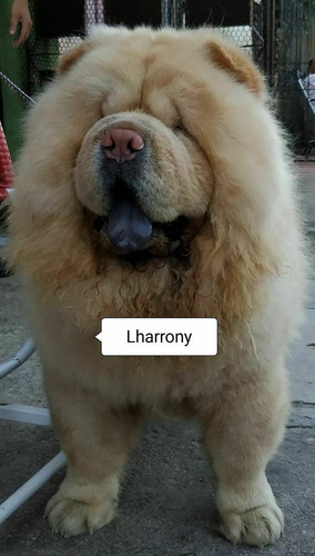 Cão Da Raça Chow Chow Porte Americano