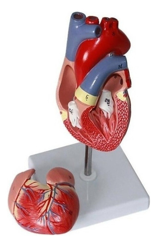 De Corazón Vena 1:1 Anatomia Humana Estructura