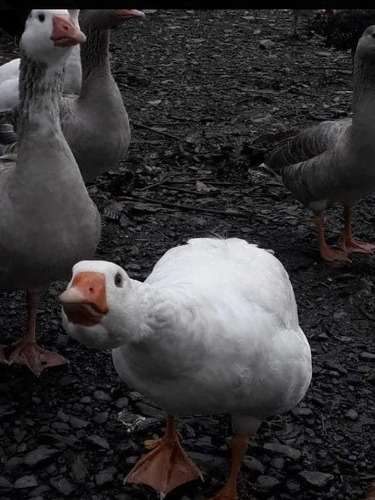 Imagen 4 de 4 de Hermosos Ganzos, Blancos Y Griz... Parejas Jóvenes...boyacá