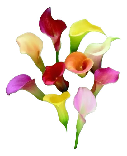 Copo De Leite/calla Colorida/zantedeschia Aethiopica 1 Muda