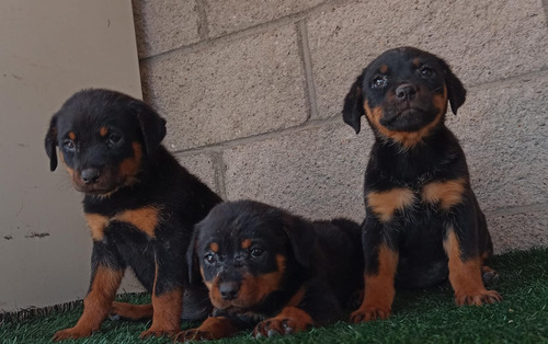 Rottweiler Cachorros H Y M.