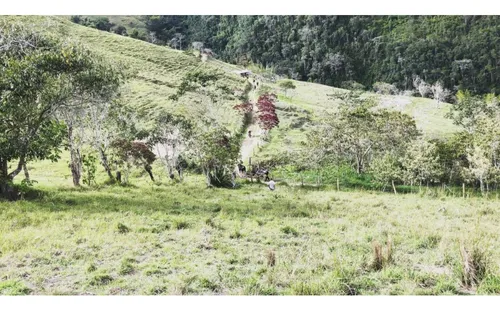 Se Vende Finca Naranjal - Roldanillo