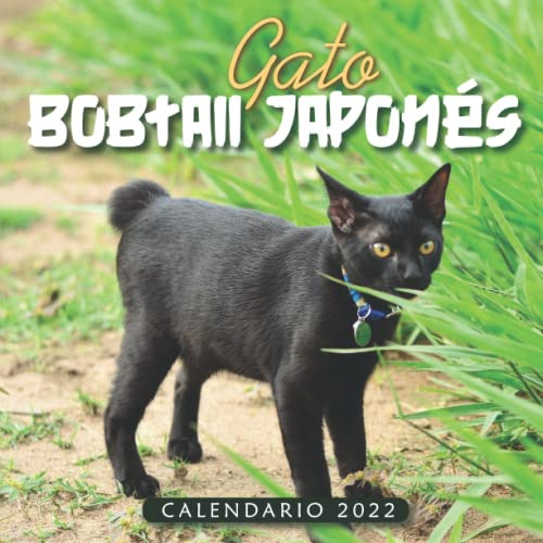 Gato Bobtail Japones Calendario 2022: Calendario 12 Meses 20