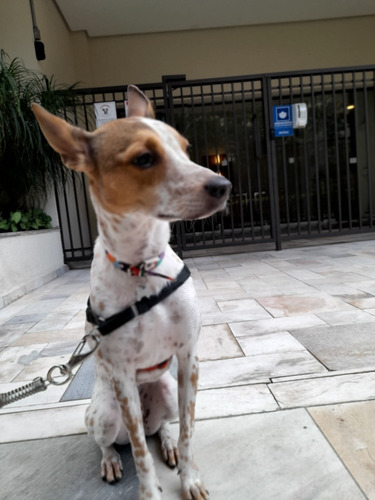 Imagem 3 de 5 de Passeador De Cães - Dog Walker