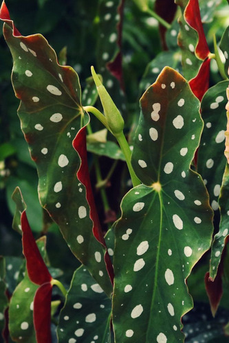 Begonia Maculata P13 - 2 Unidades