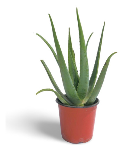 Planta El Aloe Vera Es Bueno Para Quemaduras Del Sol