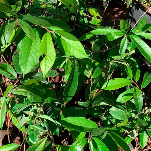 Muda De Mamacadela Do Cerrado (brosimum Gaudichaudii)