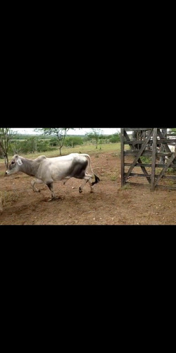 Imagem 2 de 4 de Garrotes A Venda