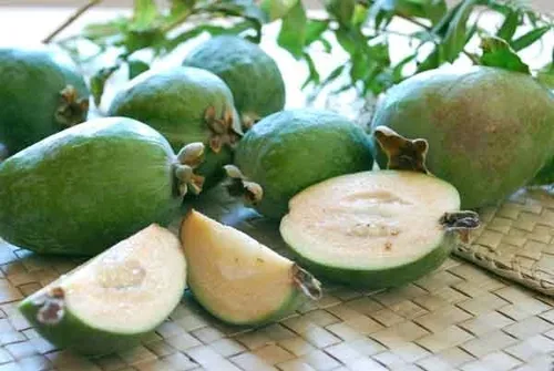 Guayabo Nativo - Feijoa Sellowiana - Frutal Nativo