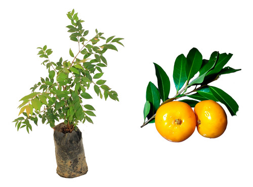 Uvaia (uvalha, Ubaia) - 1 Muda Premium - Produção Rápida