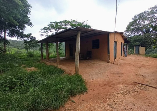 Imagen 16 de 30 de Vendo Finca En Tocuyito Vía Cachinche ( Dt )