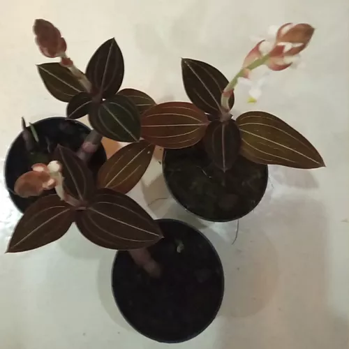 Kit 2 Ludisia Discolor Orquídea Pipoca Joia Terrestre Rara