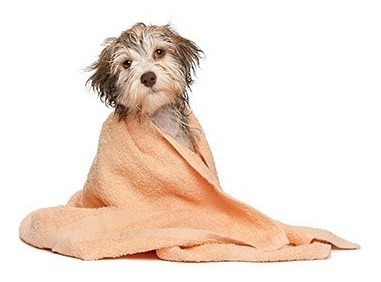 Cortadora Motor Potente Gato Perro Peladora Canina Cuchilla