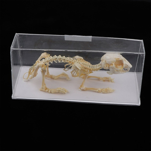 Modelo Realista De Esqueleto De Animal De Conejo