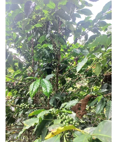 Se Vende Finca Córdoba Quindío