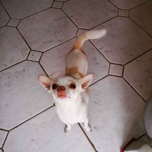 Chihuahua Con Pedigre Monta 