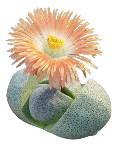 Pleiospilos