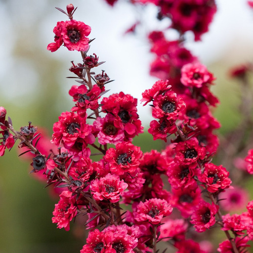 20 Sementes Manuka Leptospermum Scoparium Flor Melífera Mel