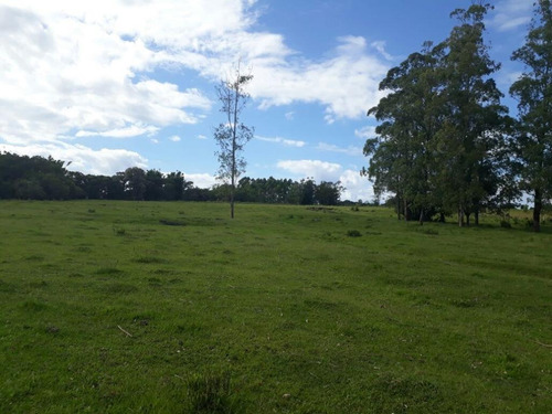Imagem 15 de 18 de Fazenda À Venda, 63000 M² Por R$ 2.500.000,00 - Campo Bonito - Torres/rs - Fa0002