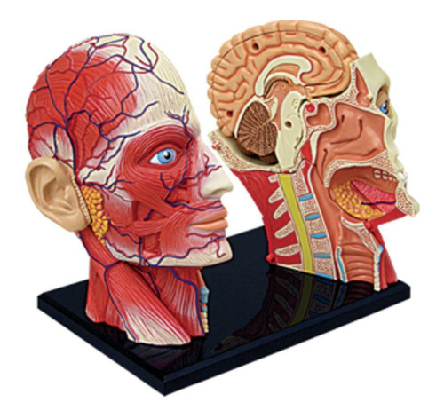 Imagem 3 de 6 de Anatomia Da Cabeça Humana