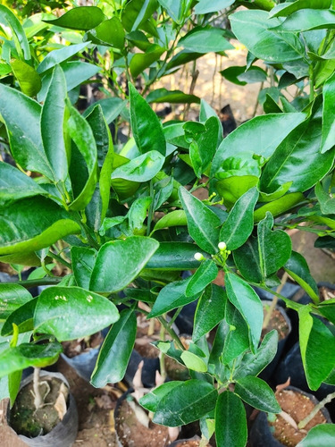 5 Frutales Naranja,limón,lima, Mandarina,toronja,litche,yaca