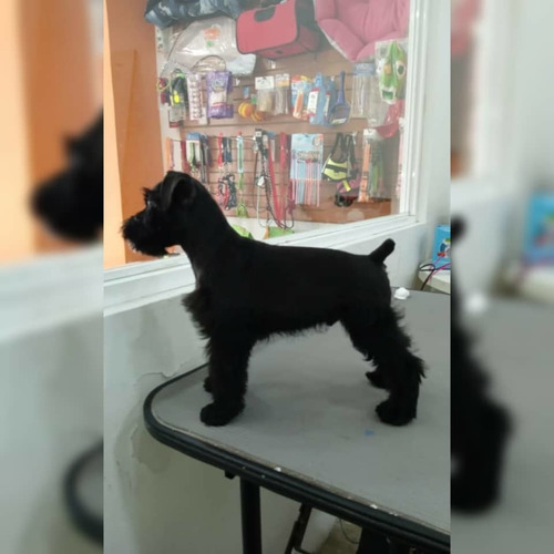 Imagen 4 de 6 de Curso Peluqueria Canina