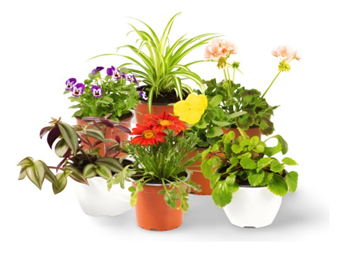 Planta  Vivero Online Zona Sur