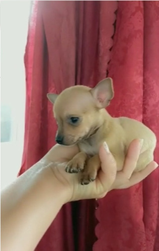 Imagen 8 de 9 de Chihuahua Divinos Cachorros Miniatura Puros