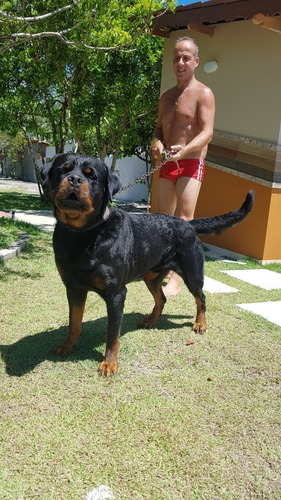 Filhotes De Rottweiler Com Pedigree