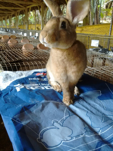 Imagem 5 de 8 de Coelhos Rex