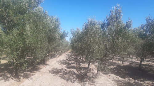Complejo Turístico A La Venta En San Rafael