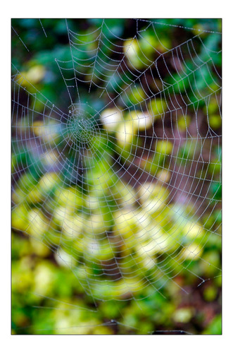 Vinilo Decorativo 50x75cm Telaraña Araña Naturaleza M3