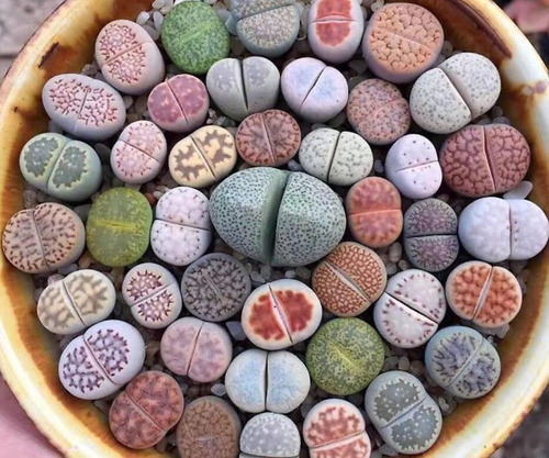 Lithops Pedra Viva Flor Sementes P/ Mudas Cacto Frete Barato