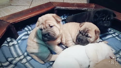 Cachorras Sharpei Americanas