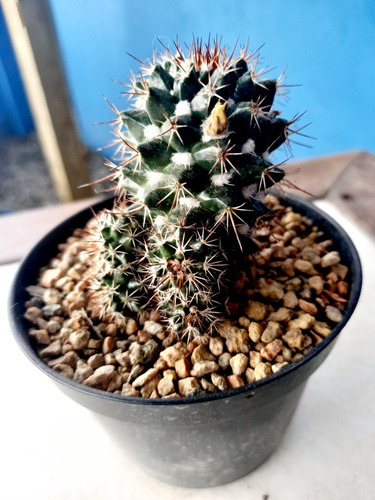 Imagem 5 de 9 de Muda Cactos Semi Rare Cactus
