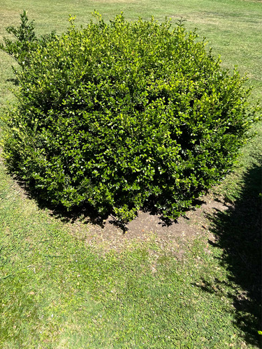X3 Buxus Cerco Vivo Perimetral - Arbustos - Plantas