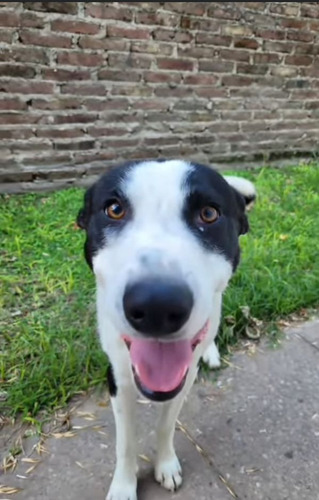Cachorron Mix De Border Collie Con Galgo, Bellezaa 1 Añito!