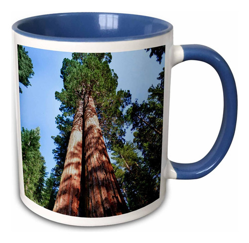 3drose Woman, Sequoia Tree, Yosemite, California, Ee. Uu. Ta