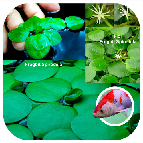 Kit 05 Frogbit Spirodela Limnobium P/ Carpas Kinguios Lagoas