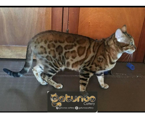 Hermosos Gaticos Bengali