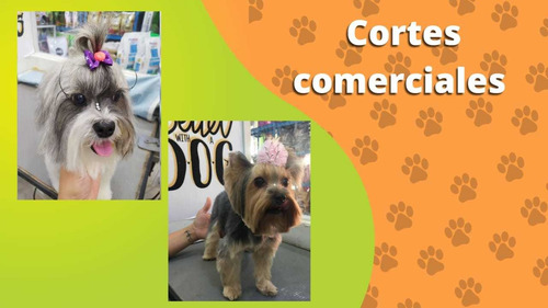 Imagen 6 de 6 de Curso Peluqueria Canina