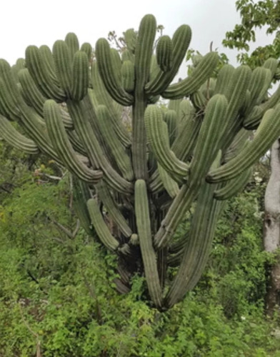  Myrtillocactus Schenckii, Garambullo Blanco 30 Semillas, Mp