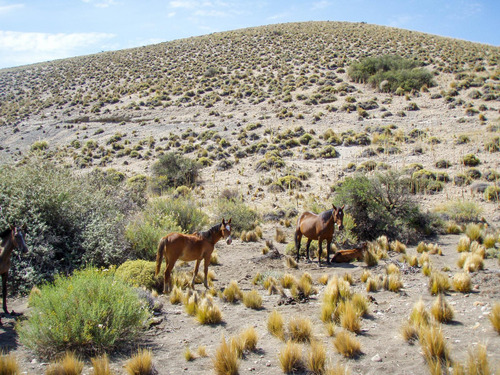 Campo En Venta En Alicura