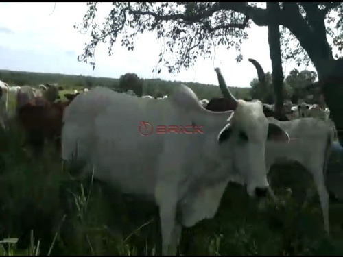 Imagem 7 de 9 de Fazenda Com 1.076,40 Hectares Na Região Duere, Tocantins. - Fa00023 - 69448240