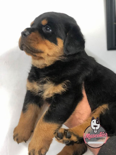 Criadero De Cachorros Rotweiler Medellin Bogota Cali