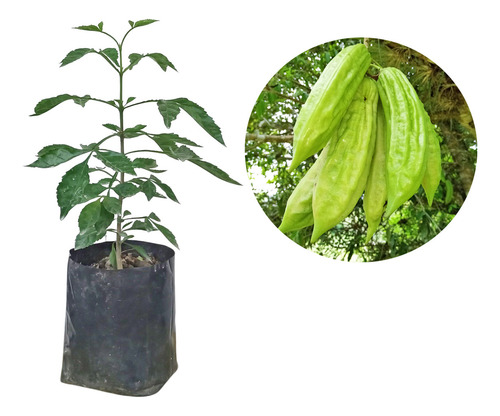 Chote Cuajilote Parmentiera Aculeata 1 Planta