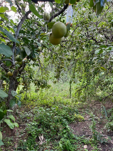 Quinta En Venta En Hacienda San Bartolo, Cadereyta Jiménez, N.l.