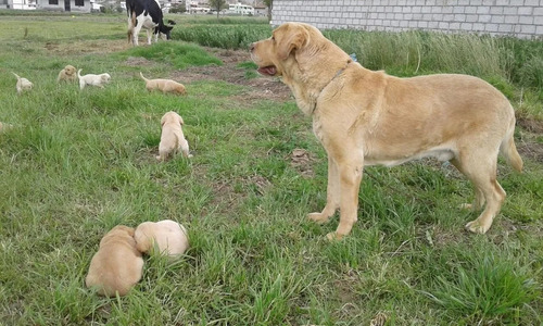 Labrador Retriever (200)